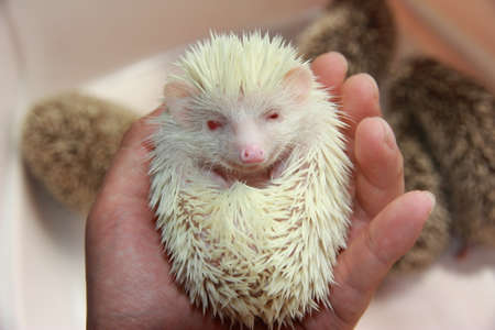 White albino Hedgehog pet lying in human handの写真素材