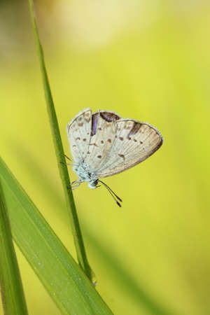 Butterfly hanging upside down on fresh green grass with blurred backgroundの写真素材