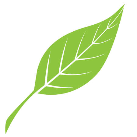 Vector illustration of simple green leaf silhouette isolated on whiteのイラスト素材