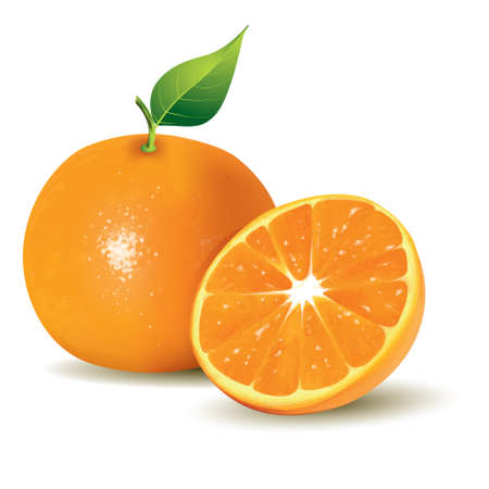 Vector illustration of fresh oranges, whole and half sliced, realistic gradient mesh design, isolated on whiteのイラスト素材
