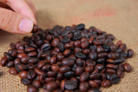 Hand picking up to sorting dark roasted coffee beans on gunny sack textureの写真素材