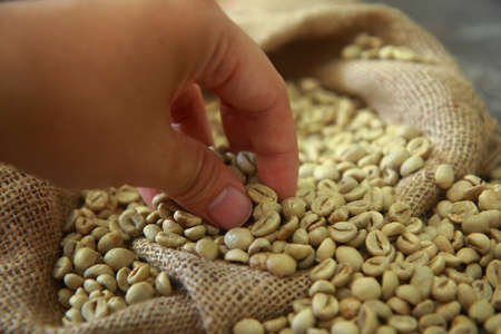 Hand picking raw coffee beans in gunny sackの写真素材