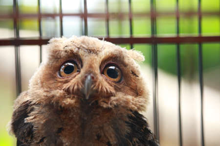 Animal photo, portrait of an owl in cage, owl sanctuaryの写真素材