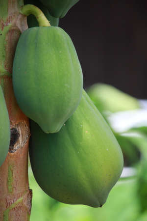 Fresh organic papaya fruits on tree with out of focus backgroundの写真素材
