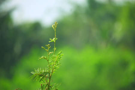 Natural green theme plant image with out of focus backgroundの写真素材