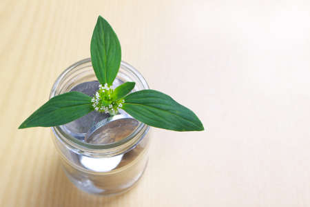 Coins in glass money jar savings with growing plant, financial concept. Top view on wooden table with copy spaceの写真素材