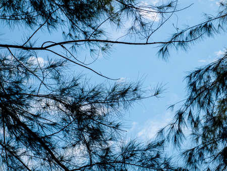 Silhouette of natural pine tree branches against bright blue skyの写真素材