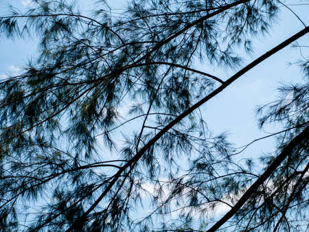 Silhouette of natural pine tree branches against bright blue sky