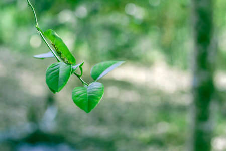Fresh green nature background, close up image of natural plant  leaves, garden forest jungle concept...