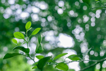 Fresh green nature background, close up image of natural plant  leaves, garden forest jungle concept...