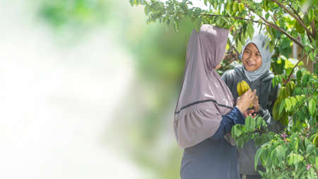 Happy Asian muslim mother and daughter smiling while harvesting star fruit at their home garden. healthy familiy eating organic fresh foodの写真素材
