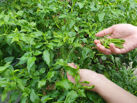 Asian muslim woman harvesting green chili pepper, bird's eye chili hangs on tree, home garden...