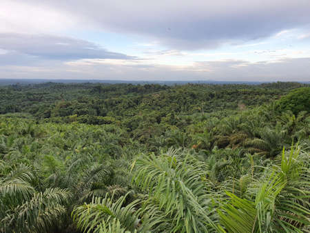 Palm oil plantation farm garden in Asia, Indonesia Malaysia
