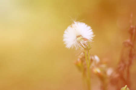 Close up macro image of wild flower in nature, natural summer morningの写真素材