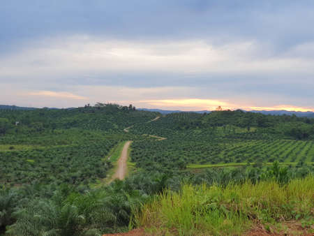 Palm oil plantation farm garden in Asia, Indonesia Malaysiaの写真素材
