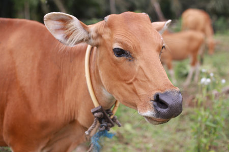 Domesticated cattle ox cow bull banteng sapi bos javanicus eating grass on field, organic beef farm in Indonesiaの写真素材