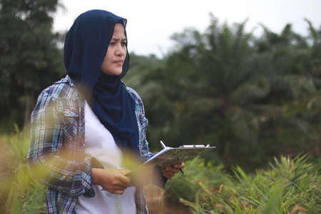 Successful Asian muslim female farmer supervise her ginger plants cultivation. Organic farmingの写真素材