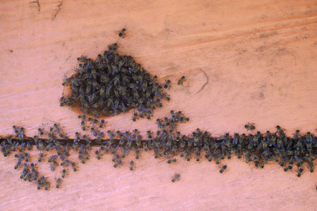 Wild bees nesting in people house, close up of honey bee colonyの写真素材