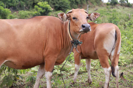 Domesticated cattle ox cow bull banteng sapi bos javanicus eating grass on field, organic beef farm in Indonesiaの写真素材