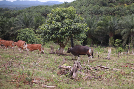 Domesticated cattle ox cow bull banteng sapi bos javanicus eating grass on field, organic beef farm in Indonesiaの写真素材
