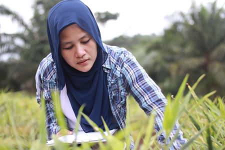 Successful Asian muslim female farmer supervise her ginger plants cultivation. Organic farmingの写真素材