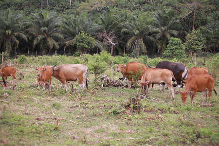 Domesticated cattle ox cow bull banteng sapi bos javanicus eating grass on field, organic beef farm in Indonesiaの写真素材