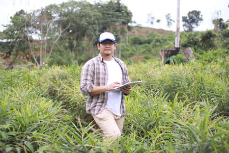 Successful Asian male farmer supervise his ginger plants cultivation. Organic farmingの写真素材