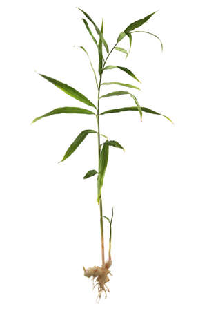 Ginger plant, root and leaves, freshly harvested, isolated on whiteの写真素材