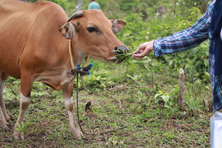 Asian female farmer feeding her cow ox in the field, beef farm agriculture industryの写真素材