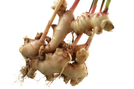 Fresh ginger plant farm. Harvest ginger root for commercial market, isolated on whiteの写真素材
