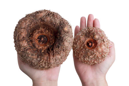 Porang plant tuber, Amorphophallus also known as konjac elephant yam konjak, Konjaku, Konnyaku Potato, devil tongue, voodoo lily. Big and small holded in hands, comparingの写真素材