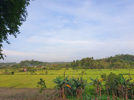 Green rice field in Kalimantan Indonesia under sunset skyの写真素材