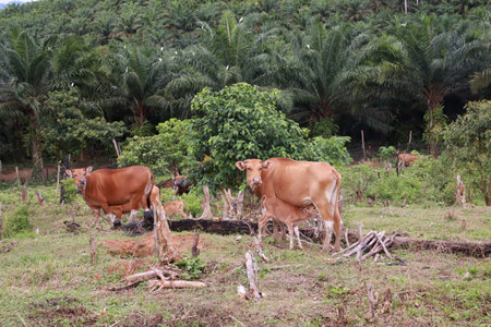 Domesticated cattle ox cow bull banteng sapi bos javanicus eating grass on field, organic beef farm in Indonesiaの写真素材