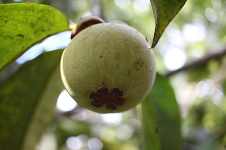 Unripe green mangosteen fruit hanging on tree, exotic tropical fruitの写真素材
