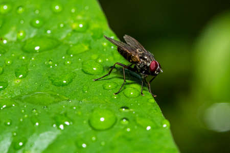 close up image of robberfly top of the leaf. visible noise due to high isoの写真素材