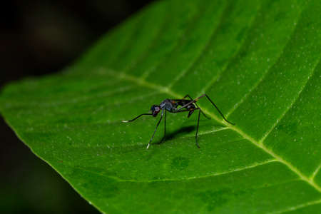close up image of bug on top of the leaf. visible noise due to high isoの写真素材