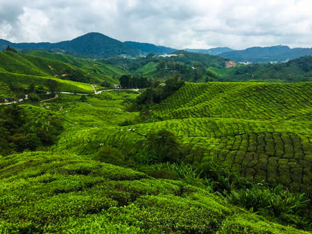 scenery of Boh tea plantation,cameron highland Malaysia at noon.の写真素材