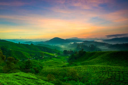 Beautiful View of Cameron Highland Tea Plantation during Sunrise.Visible Noise,Blur When View At Full Resolution.の写真素材