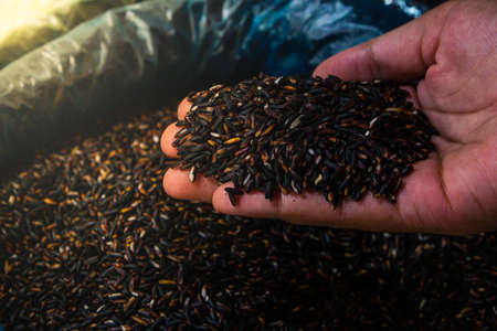 Black Rice With Hand. Selective Focusの写真素材