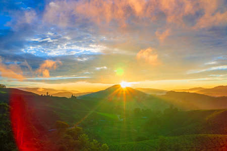Cameron Highland Tea Plantation. Sunrise.の写真素材