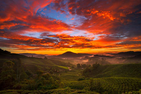 Cameron Highland Tea Plantation.Sunrise.の写真素材