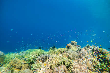Tropical Fish And Coral At Mabul Island,Sabah,Malaysia.Soft Focus Shoot.Visible Noise Due To High ISOの写真素材
