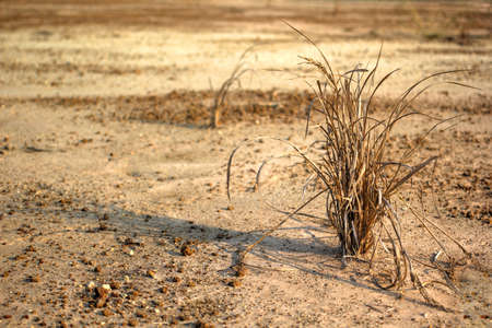 Crops drying on the ground barren の写真素材