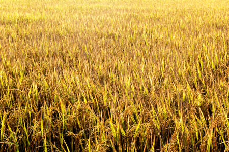 Golden rice in the fieldsの写真素材