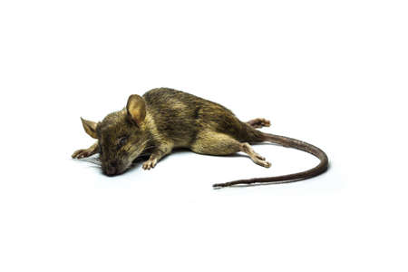 Close up shot of Dead rat on isolate backgroundの写真素材