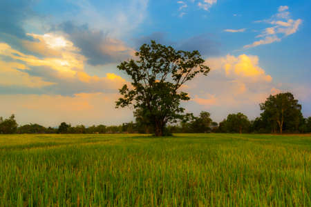 Landscape shot Big lonely tree in the rice fields with beutyful sky.の写真素材