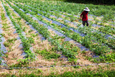 Close up shot a man in the red shirt were spraying pesticides on the plant
