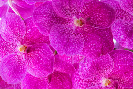 Pattern of pink vanda orchid.の写真素材