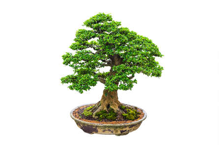Close up shot bonsai on isolate white background.の写真素材