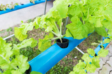 Close up shot hydroponic vegetable farmの写真素材